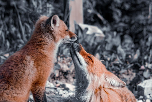 L'amour L'amour